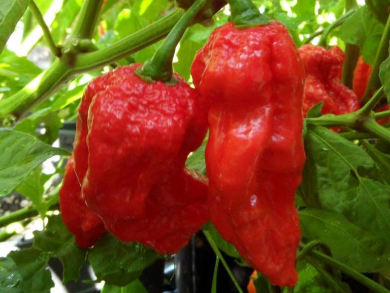 King Naga Morich 