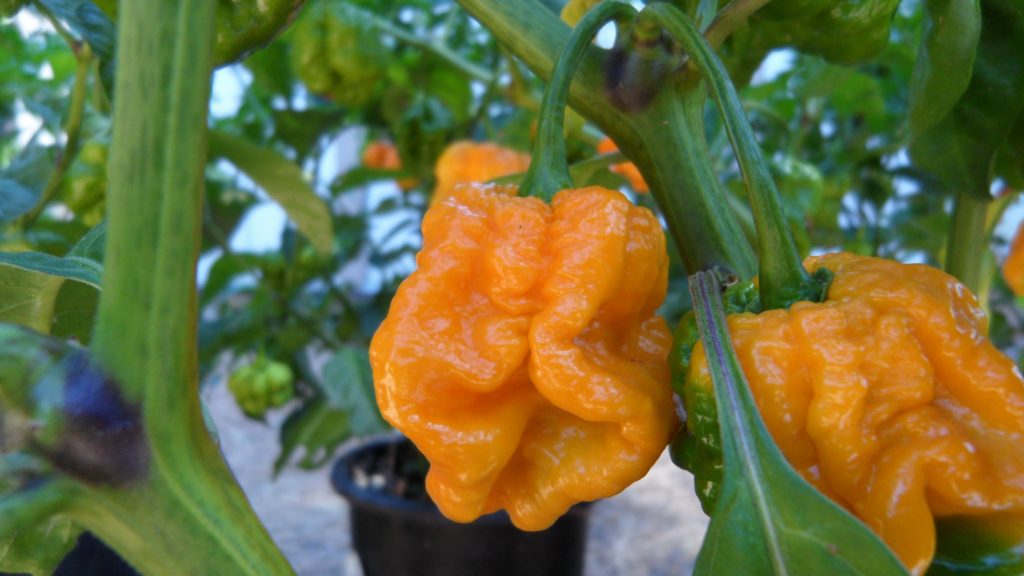 Moruga Scorpion Yellow Chilli Seeds Devon Chilliman